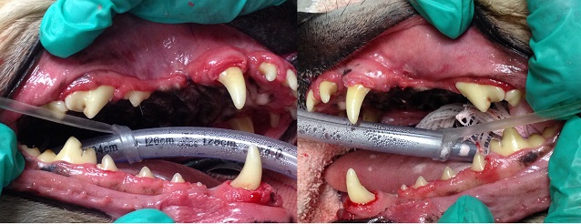 photo of dog's teeth after a quality veterinary dental cleaning