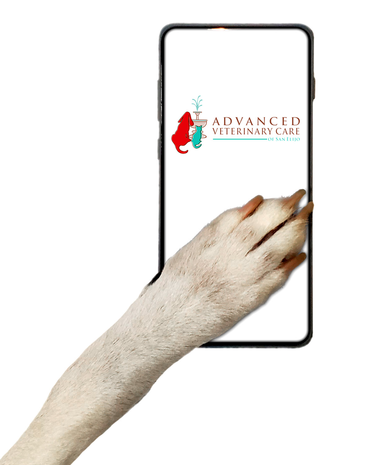 Veterinary Telemedicine Services: image of dog's paw on cell phone.