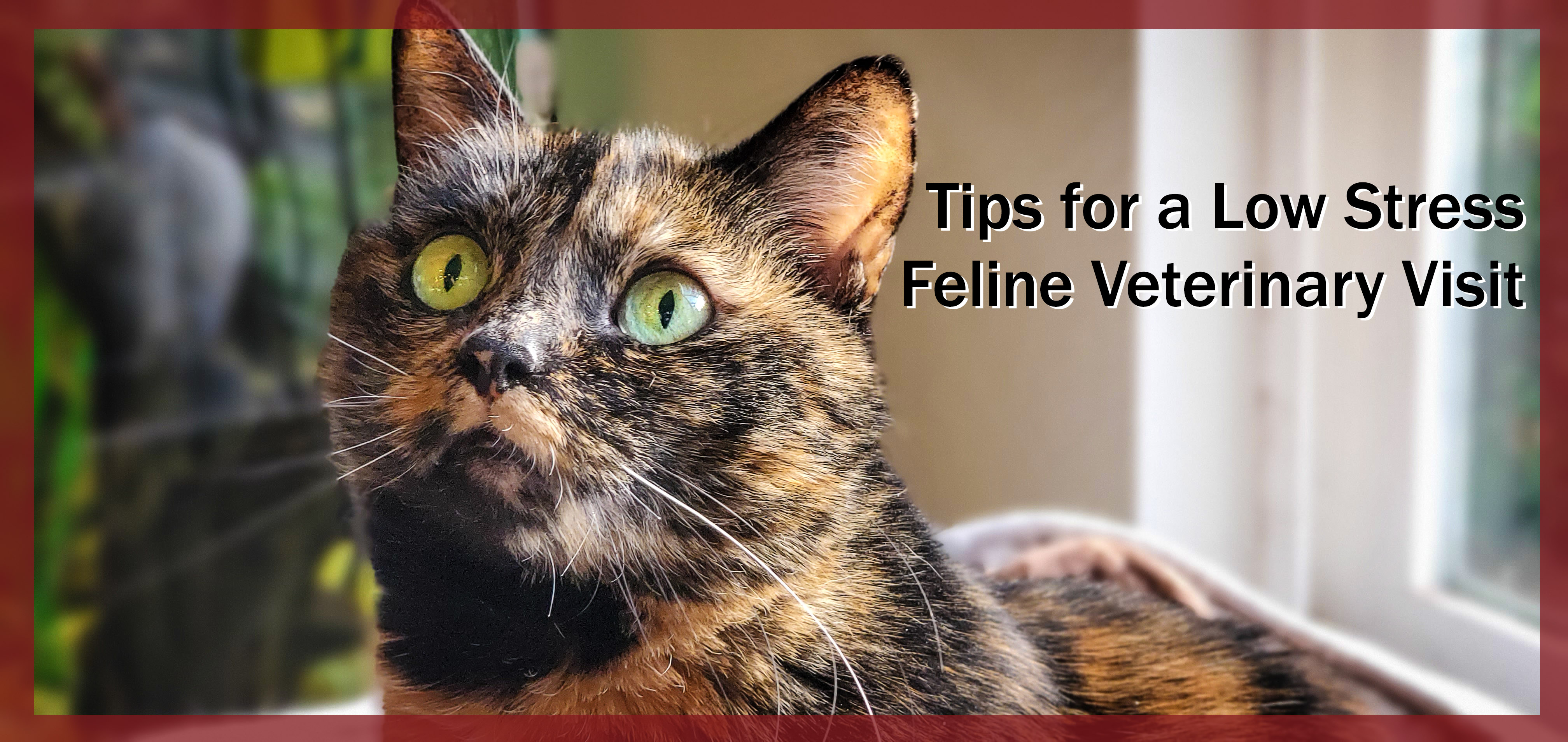 Tips for a Low Stress Feline Veterinary Visit - photo of tortoiseshell cat