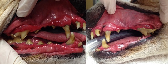 photo of dog mouth with severe dental disease